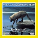 ナショナル・ジオグラフィック 幻の白いオオカミ [DVD](中古品)